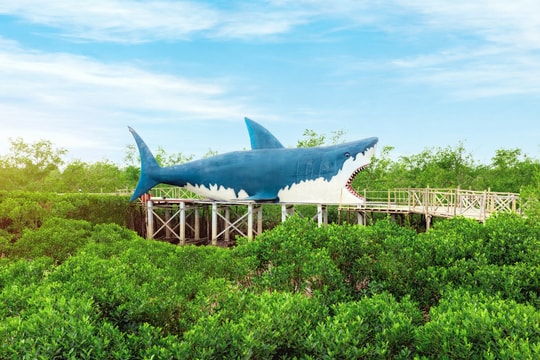 Rừng ngập mặn sinh thái Dragon Mangrove Forest: Hành trình khám phá thiên nhiên chưa từng có tại Hải Phòng