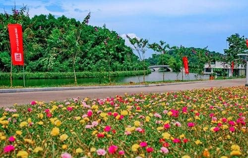 Độc đáo những cung đường mang tên các loài hoa ở LAMORI