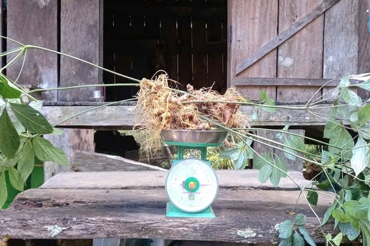 Bán đấu giá sâm Ngọc Linh để “tiếp sức” cho Làng Tái định cư Tu Thó phát triển du lịch cộng đồng