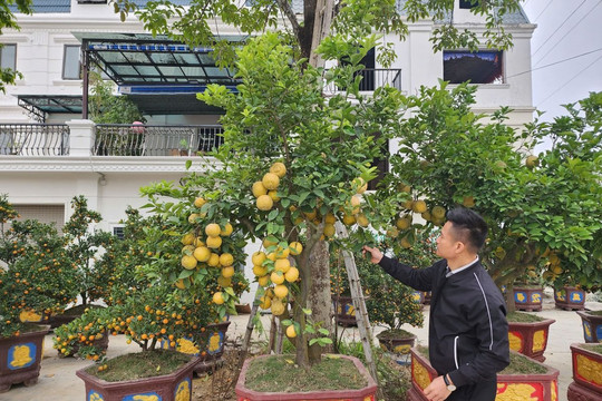 Đào, quất, lan khắp nẻo nối đuôi xuống phố