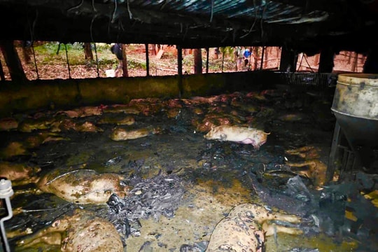 Cháy lớn tại trại nuôi heo gây thiệt hại gần 6,5 tỷ đồng