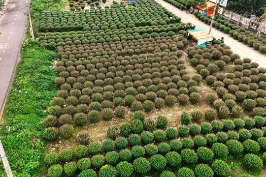 Điều tra vụ nghi “chơi xấu” khiến 300 chậu cúc Tết chết cháy tại Bình Định