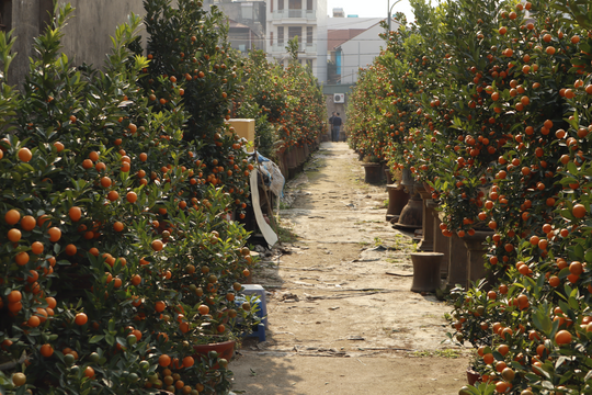 Đào Nhật Tân, quất Tứ Liên tất bật vào mùa phục vụ Tết Nguyên đán