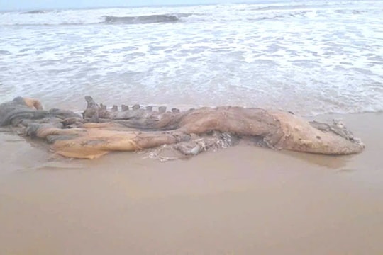 Xác cá voi đã phân huỷ trôi dạt vào bờ biển