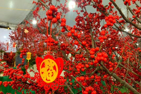 'Đặc sản' mới trong thị trường hoa, cây cảnh dịp Tết tại Hà Nội