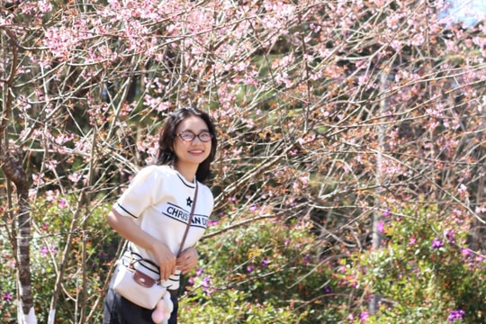 Mai anh đào nở rộ hút khách đến Măng Đen