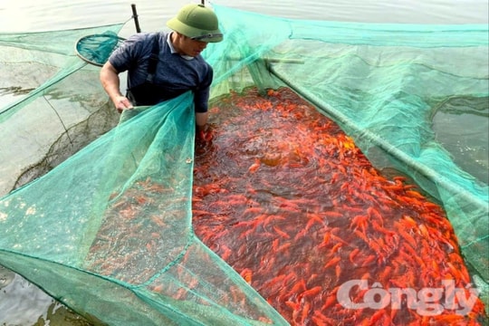 'Thủ phủ' cá chép đỏ nhộn nhịp trước ngày Tết ông Công, ông Táo