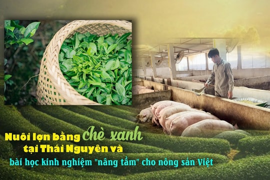 Nuôi lợn bằng chè xanh tại Thái Nguyên và bài học kinh nghiệm "nâng tầm" cho nông sản Việt