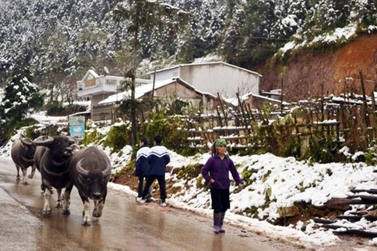 Chủ động ứng phó với rét đậm, rét hại