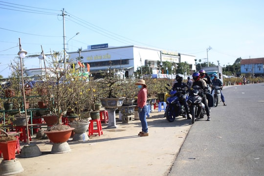 Rộn ràng mai Tết ở “thủ phủ” miền Trung