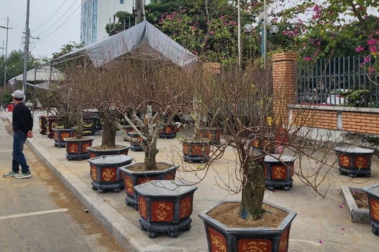 Nhóm đối tượng bảo kê bán đào Tết