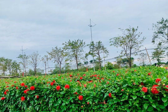 Sắc Xuân ở ‘thủ phủ hoa’ Tây Tựu