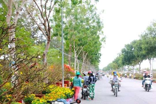 Rực rỡ sắc Xuân chợ hoa Tết tại Sóc Trăng