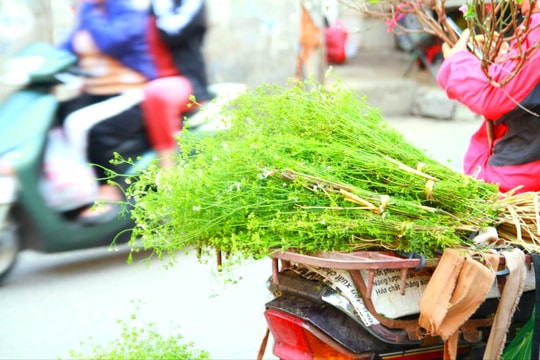 Hương thơm ngày Tết