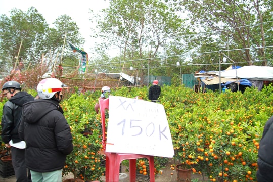 Nhiều tiểu thương đồng loạt 'xả hàng' hoa Tết
