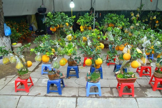 Loại cây cảnh 'độc, lạ' dịp cận Tết