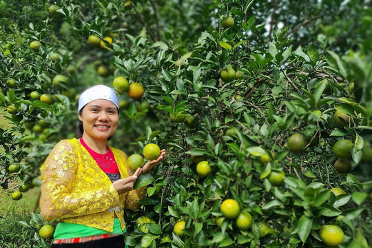 Vốn chính sách giúp nhiều nữ đảng viên vùng cao phát triển thành công kinh tế gia đình