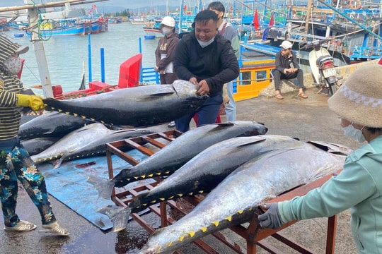 Bội thu cá ngừ đại dương đầu xuân Ất Tỵ