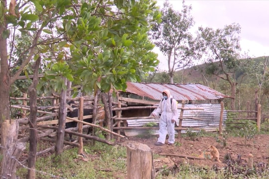 Kon Tum tập trung khống chế dịch lở mồm long móng