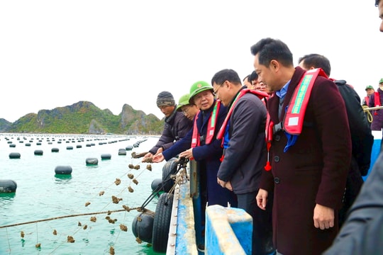 Phó Thủ tướng Trần Hồng Hà: Thúc đẩy nuôi trồng thủy sản bền vững tại Vân Đồn