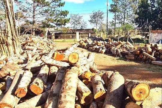 Điều tra vụ phá rừng quy mô lớn dọc tuyến biên giới