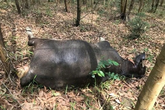 Phát hiện 20 con trâu của người dân chết trong rừng
