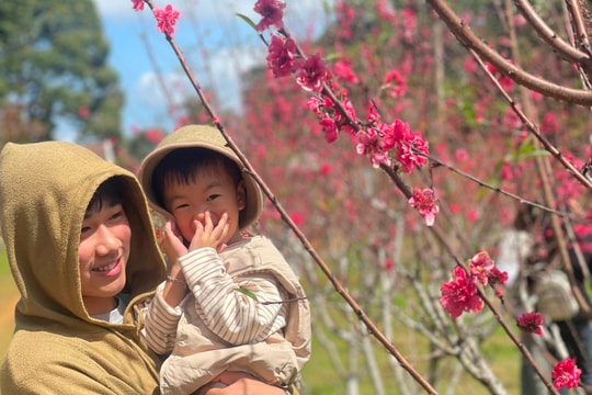 Rực rỡ Ngày hội hoa Đào ở xã vùng cao Vĩnh Sơn