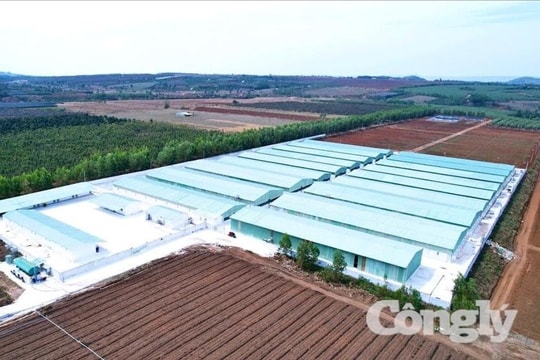 Không phát hiện vi rút dịch tả lợn từ các mẫu bệnh phẩm do CTCP chăn nuôi Gia Lai cung cấp