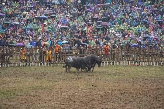 Nét văn hóa cổ xưa độc đáo của lễ hội chọi trâu Hải Lựu