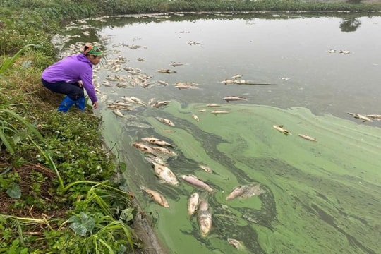 Ninh Bình: Xác định nguyên nhân hàng tấn cá chết trong ao
