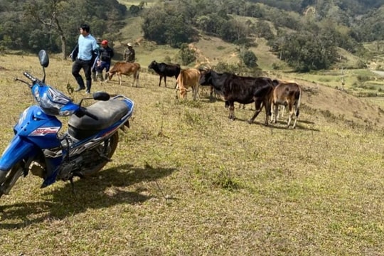 Kon Tum: Trâu, bò ở xã biên giới chết, nghi do nhiễm tụ huyết trùng