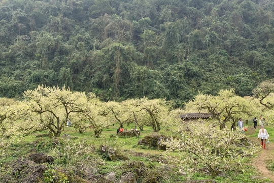 Mộc Châu - Sơn La: Hoa mận trắng nở rộ, thu hút du khách đến thưởng ngoạn trong dịp đầu xuân