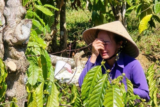 Hàng trăm trụ tiêu, cà phê và sầu riêng liên tục bị phá hoại