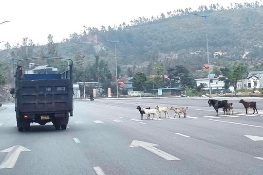 Quảng Ninh: Đàn gia súc "thong dong" trên QL18