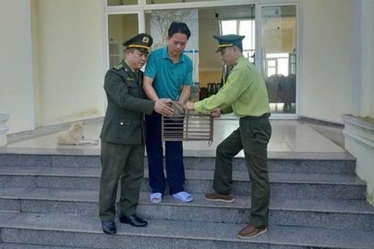 Tự nguyện giao cá thể tê tê quý hiếm để thả về tự nhiên