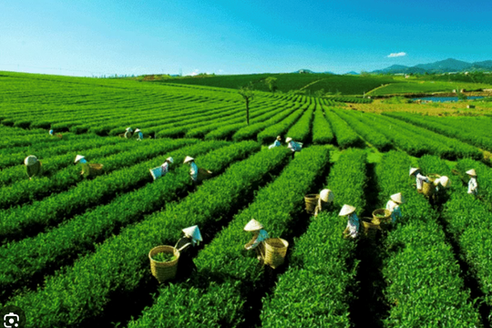 Pakistan giữ vững vị trí thị trường xuất khẩu chè lớn của Việt Nam