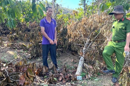 Thực nghiệm hiện trường, định giá thiệt hại vụ phá hoại tiêu, cà phê