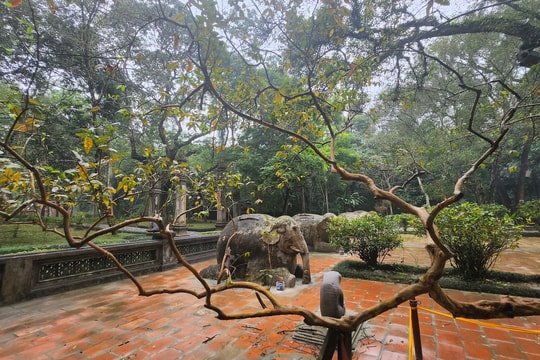 Cận cảnh cây ổi "cười" ở Lam Kinh