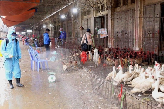 Tăng cường công tác phòng, chống dịch bệnh cúm gia cầm