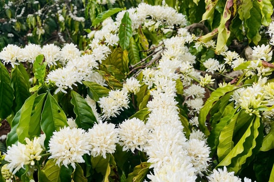 Mê mẩn mùa hoa cà phê nở trắng trời ở Tây Nguyên