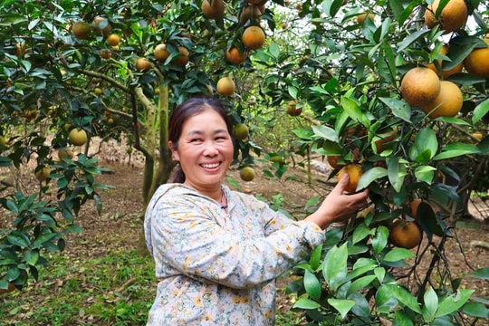 Mùa vàng bội thu trên đất Cao Phong