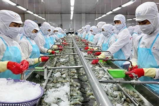 Năm 2025 xuất khẩu tôm hướng đến mục tiêu 4,3 tỷ USD