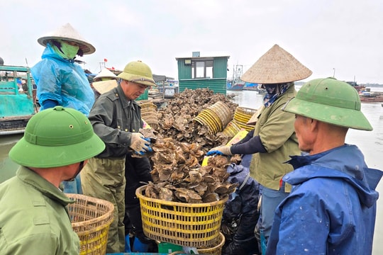 TX Quảng Yên (Quảng Ninh): Bè nuôi hàu trôi dạt sau bão Yagi, các chủ vựa hải sản chờ phân định