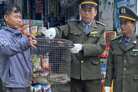 Tiếp nhận cá thể trăn gấm quý hiếm từ người dân