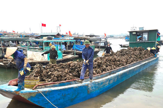 Quảng Ninh: Đẩy nhanh tiến độ giao biển nuôi trồng thủy hải sản trong quý I/2025