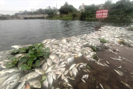 Thanh Hóa: Cá chết hàng loạt trên suối Cổ Đam