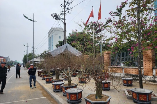 Đề nghị làm rõ vụ bảo kê bán đào quất dịp Tết Nguyên đán