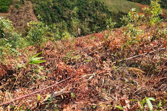 Phát hiện gần 1ha keo của người dân bị chặt phá