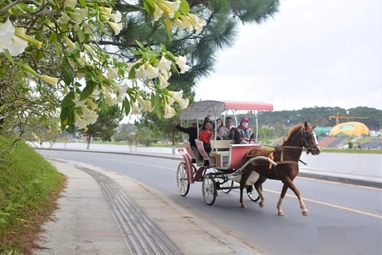 Đà Lạt gia hạn hoạt động xe ngựa vận chuyển khách tham quan hồ Xuân Hương