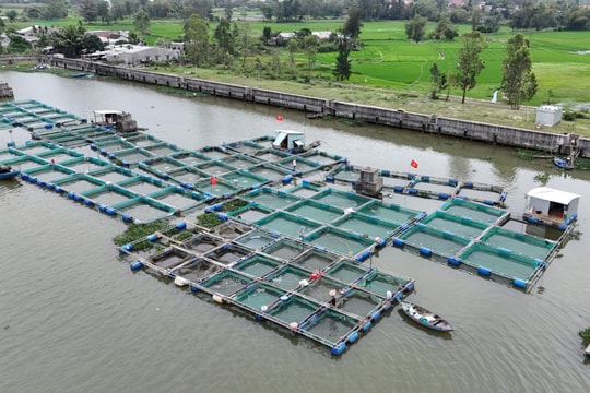 Hàng trăm tấn cá chết bất thường, thiệt hại hàng tỷ đồng